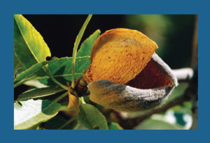 Boman & Associates | Crop Insurance | Almond photo