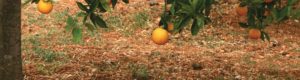 Boman & Associates | Crop Insurance | Orange hanging from branch