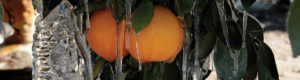 Boman Associates | Crop Insurance | Oranges during freeze