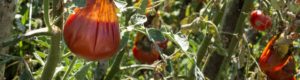 Boman & Associates | Crop Insurance | Damaged Tomato